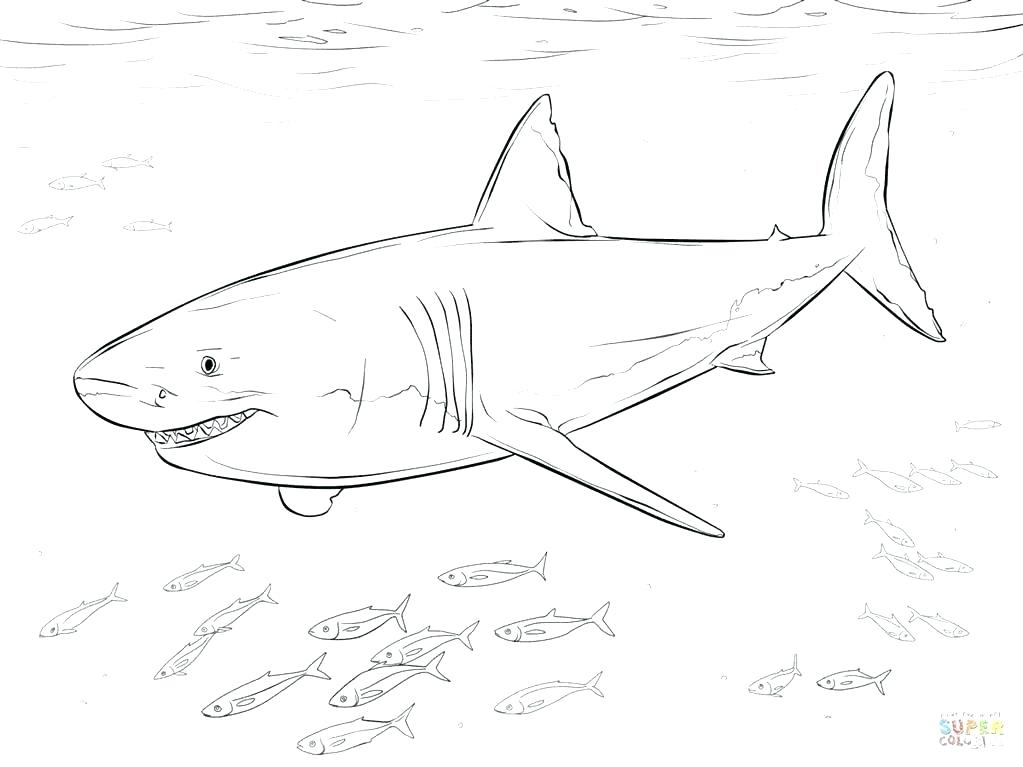 1023x767 Sand Tiger Shark Coloring Pages Whale Page Gallery Sharks Great