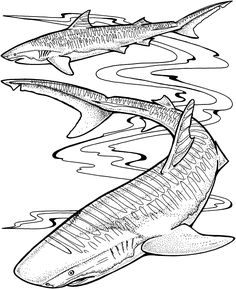 236x289 Free Printable Shark Coloring Pages For Kids Shark, Tigers
