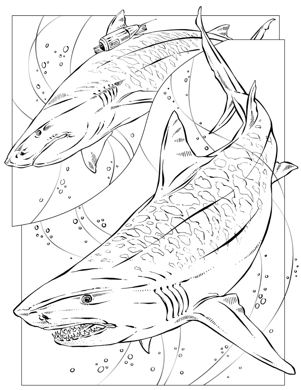 989x1280 Tiger Shark Coloring Page Pilular Pages Center Noticeable