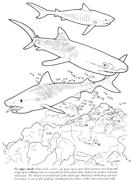 443x600 Tiger Shark Coloring Page Shark Coloring Hammerhead Shark Coloring