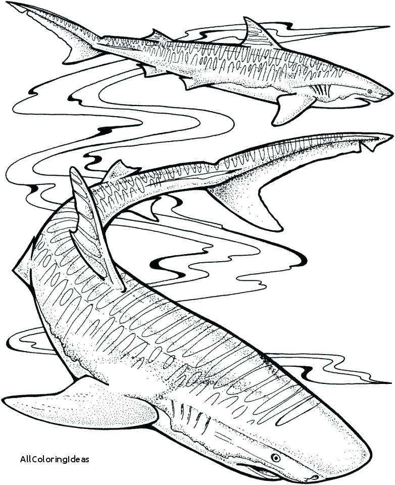 782x960 Tiger Shark Coloring Page