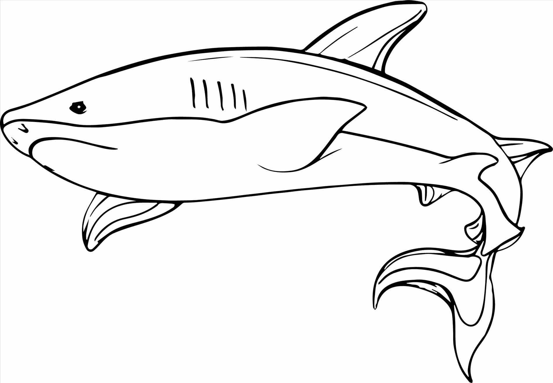 1900x1316 Inspiration Tiger Shark Coloring Page