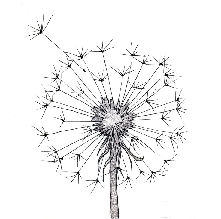 736x728 Dandelion Coloring Page Drawing Ideas Flowers Coloring For Tiny