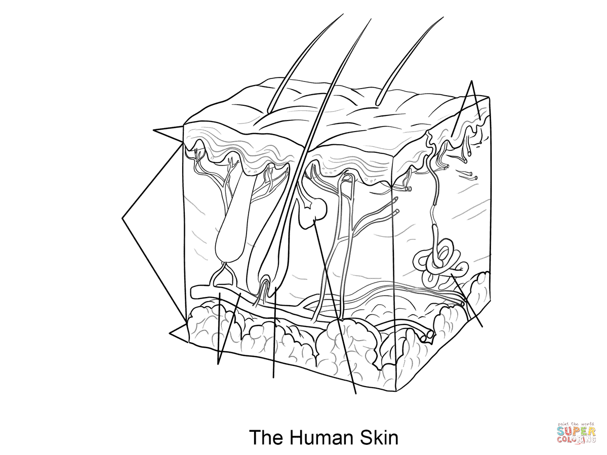 1199x899 Human Skin Coloring Page Dermis, Subcutaneous Tissue, Epidermis