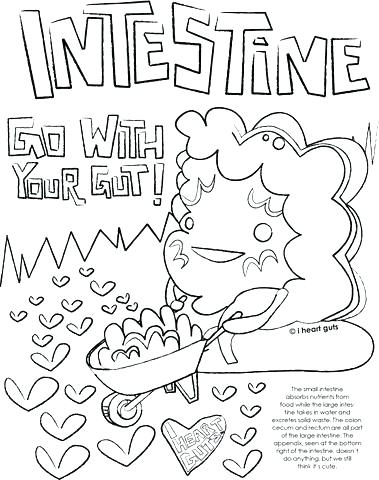 379x480 Epithelial Tissue Coloring Page