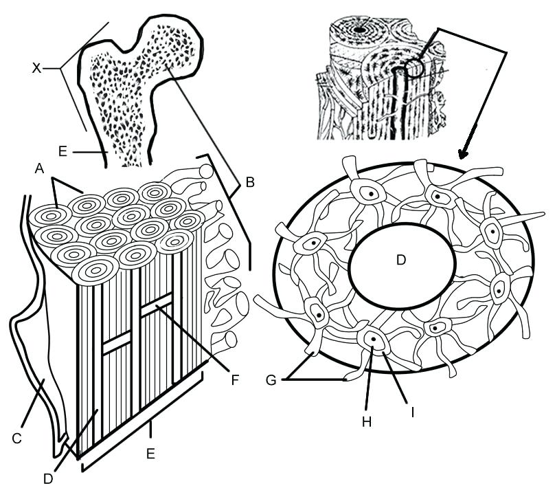 808x707 Best Of Epithelial Tissue Coloring Page For Bone Matrix Coloring