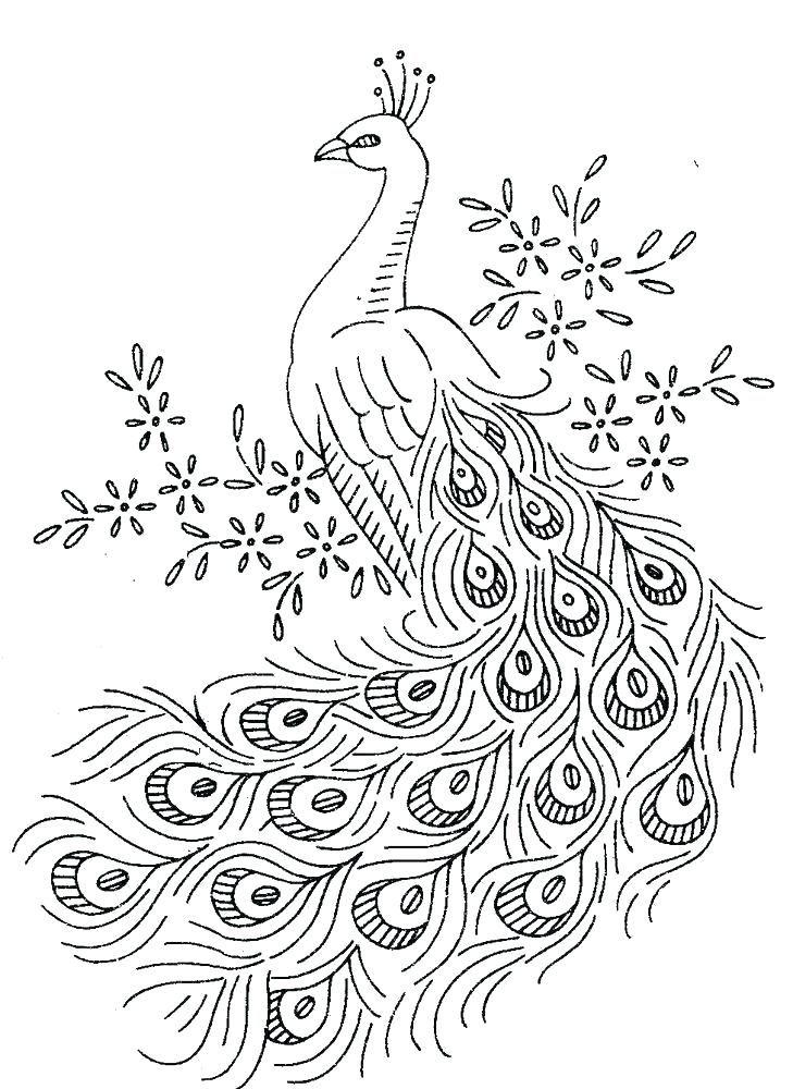 729x1000 Peacock Pictures To Color Peacock Color Pages Peacock Coloring
