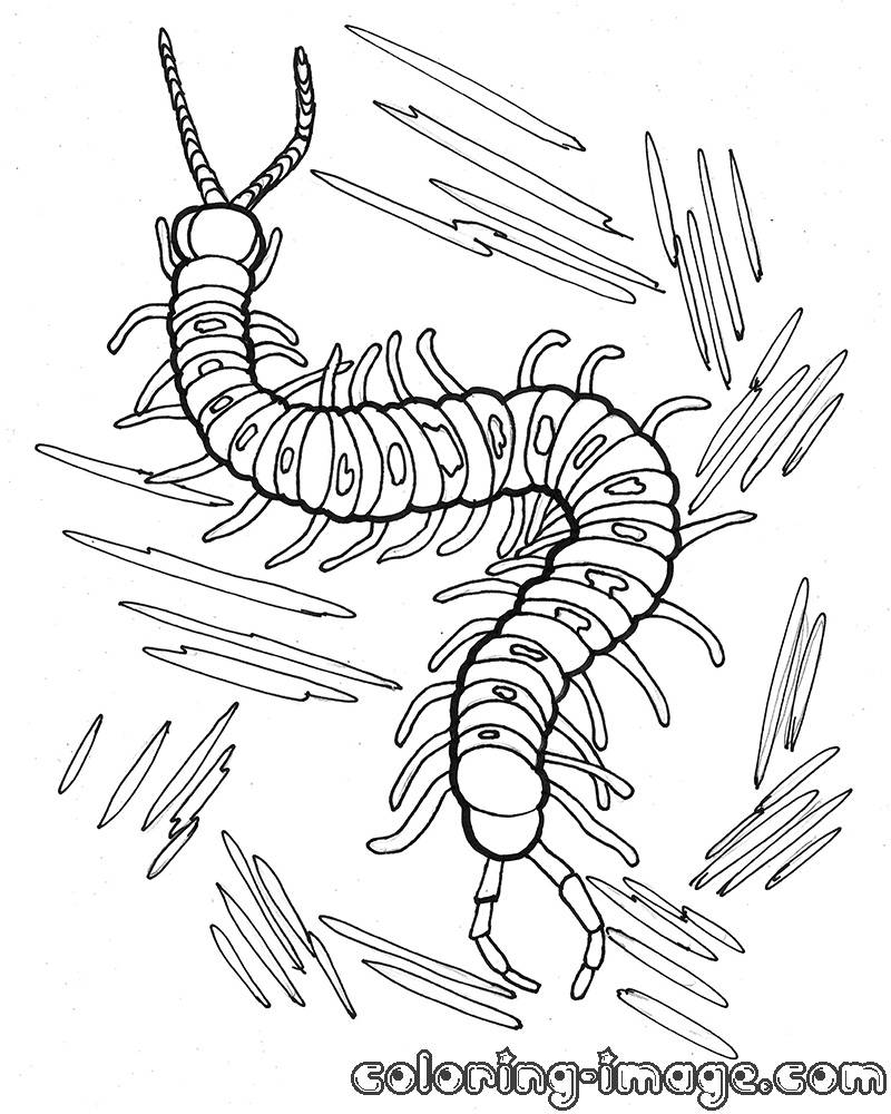 800x1000 Outstanding Centipede Coloring Pages Page Source Xed For Kids