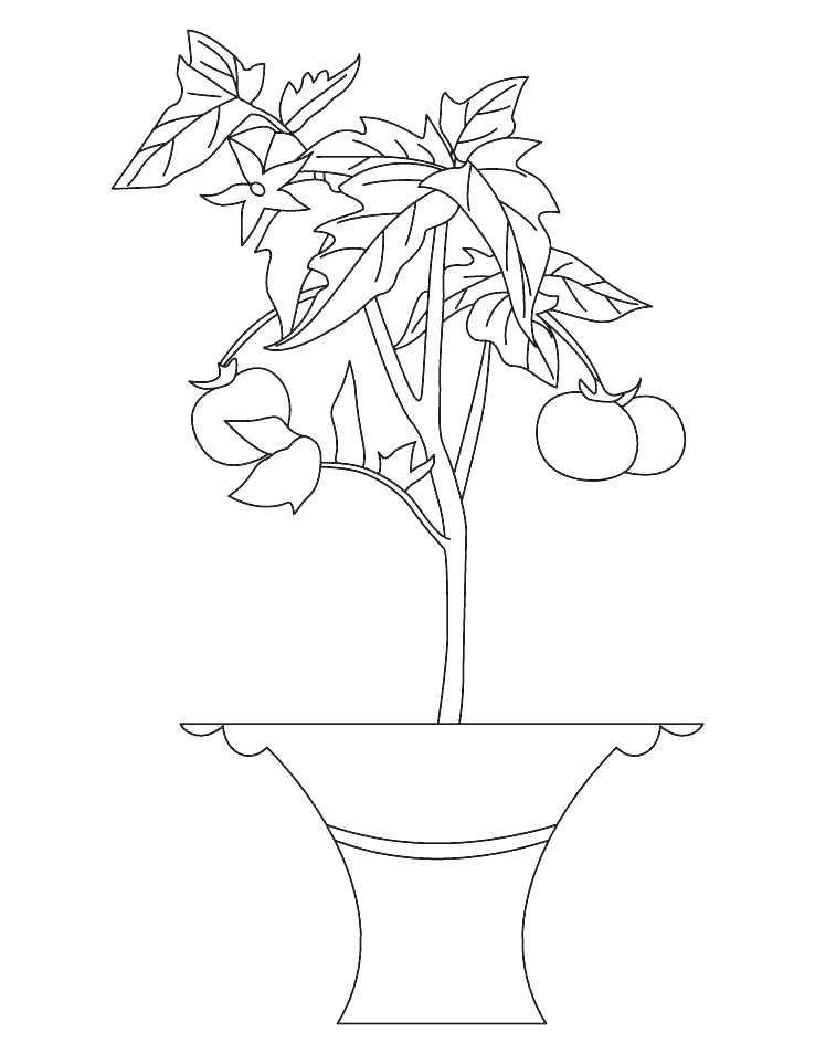 738x954 Plant Coloring Pages Coloring Pages Plants Coloring Pages Trees