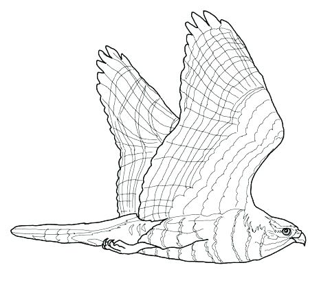 480x418 Hawk Coloring Pages Red Tailed Hawk Coloring Page Hawk Coloring