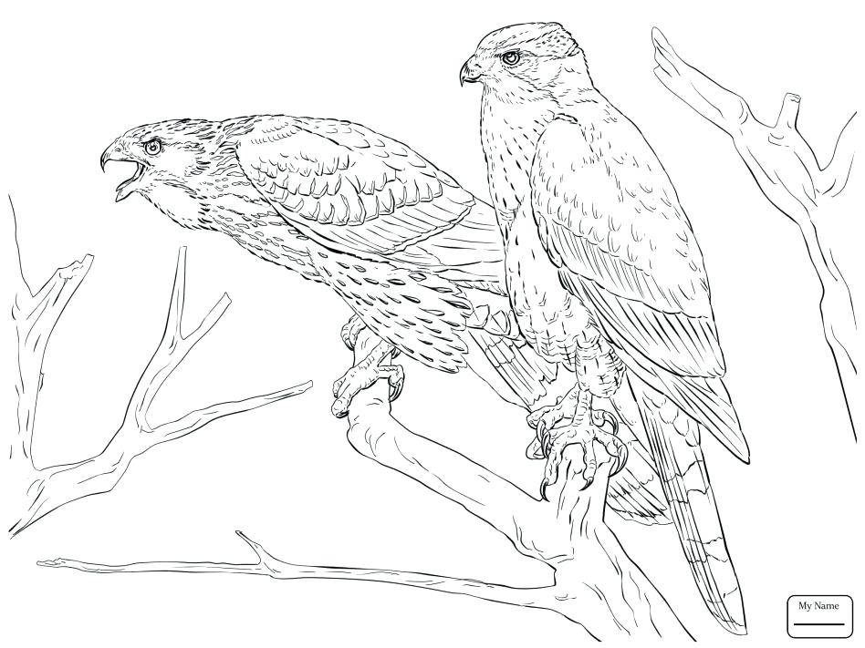 948x711 Hawk Coloring Pages Sparrow Hawk Coloring Page Tony Hawk Printable