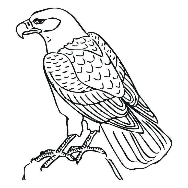 736x736 Hawk Coloring Hawk Coloring Pages Hawk Coloring Page Tony Hawk