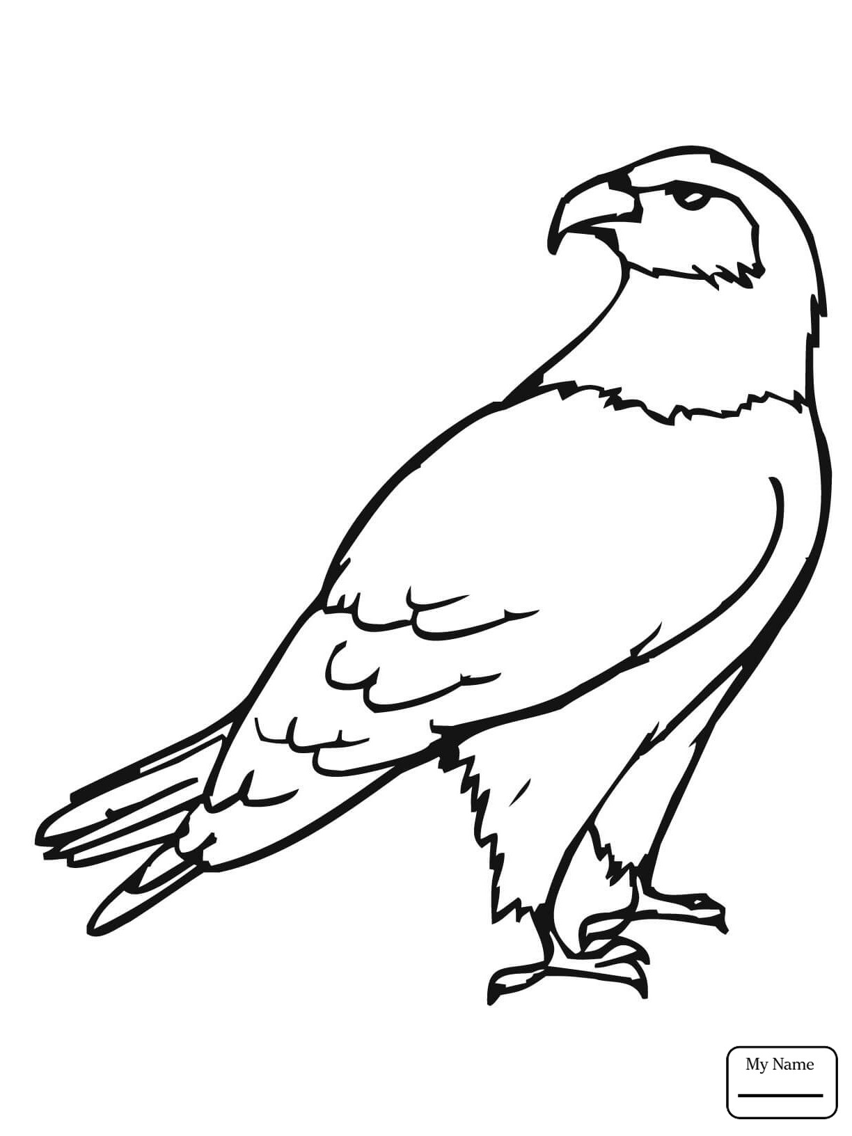 1224x1632 Hawks Coloring Pages Free Cool Hawk Page