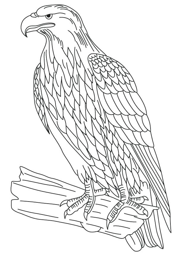 613x860 Tony Hawk Coloring Pages Free Birds Of Prey Images Johnnyherbert