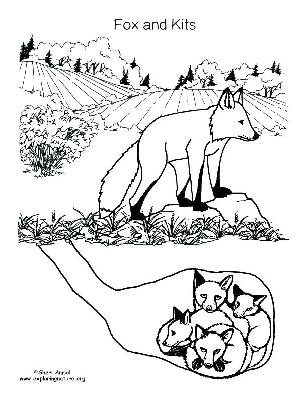 612x792 Red Fox Coloring Pages Red Fox Coloring Pages Flowers Free