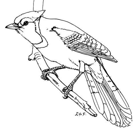 480x454 Blue Jay Coloring Page