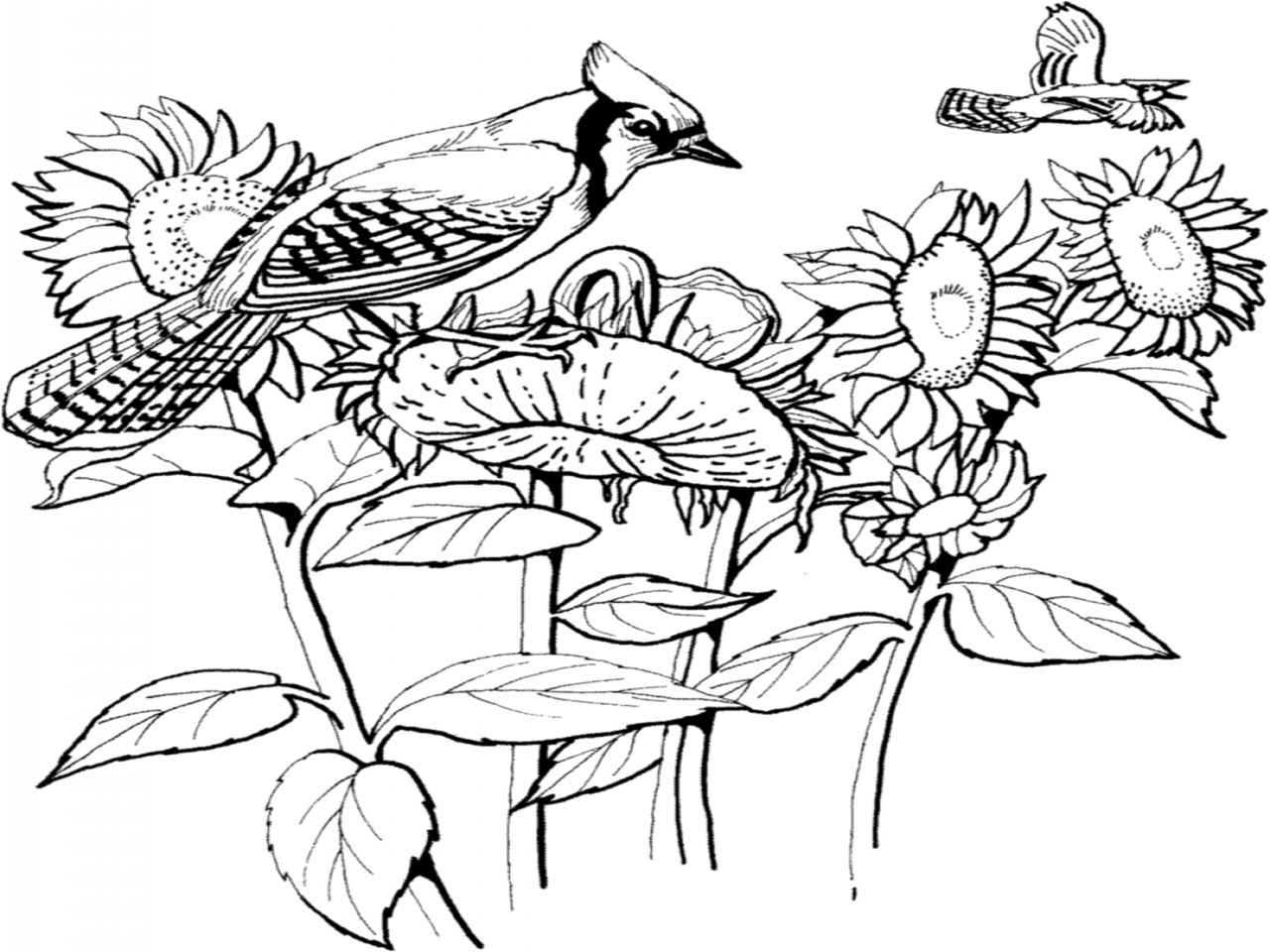 1280x960 Blue Jay Coloring Pages Printable Panda