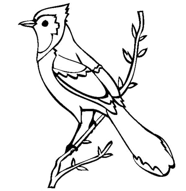 600x613 28 Blue Jay Coloring Page Printable Free Coloring Pages