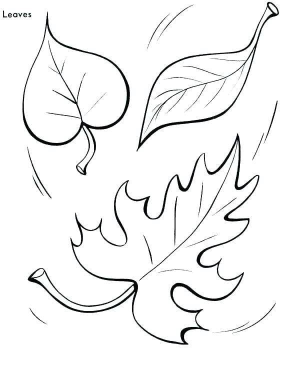 600x734 Maple Leaf Coloring Page Big Leaves Coloring Pages Printable