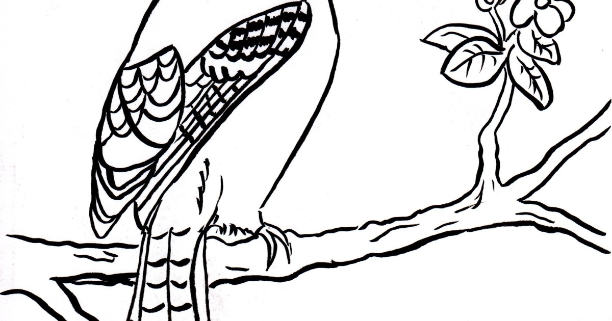 1200x630 28 Blue Jay Coloring Page Printable Free Coloring Pages