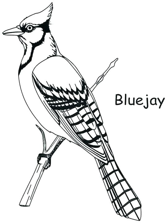 540x720 Toronto Blue Jays Colouring Pages Printable Coloring Page Angels