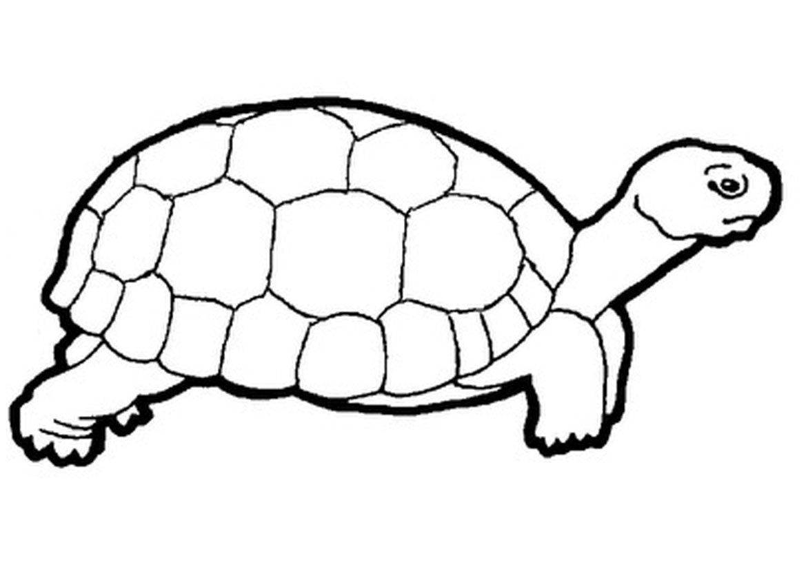 1169x826 Special Tortoise Coloring Page And The Hare 10