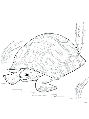 360x480 Tortoise Coloring Page Tortoise Coloring Page Click To See