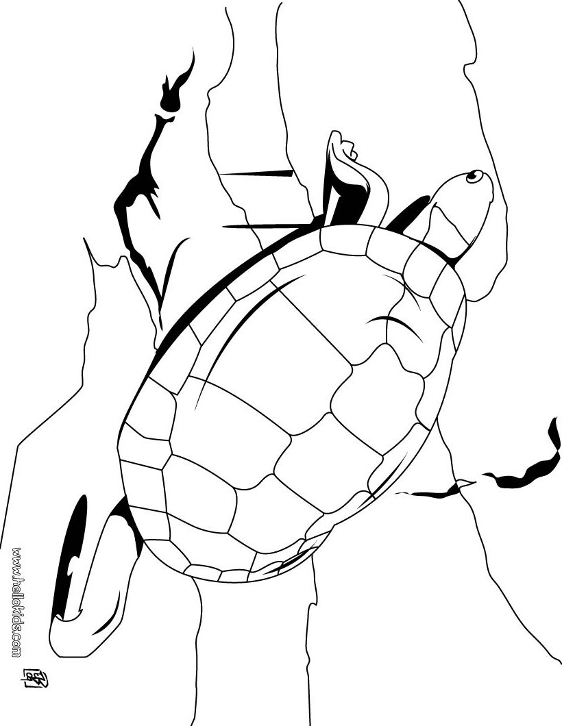 Tortoise Coloring Page