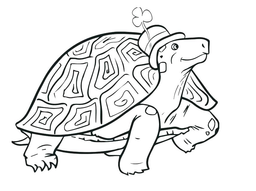 858x640 Tortoise Coloring Page Coloring Page Tortoise Desert Tortoise
