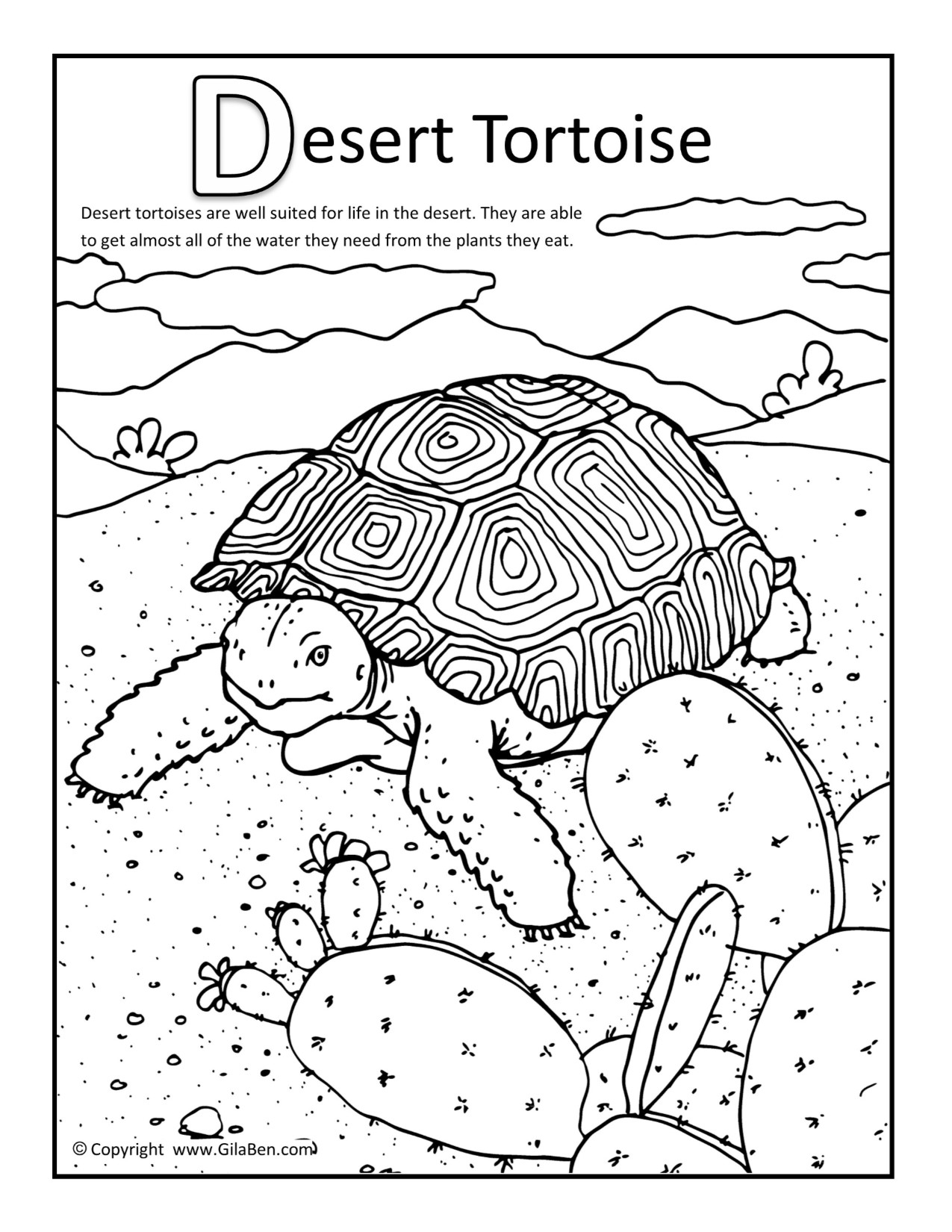 1275x1650 Desert Tortoise Coloring Page.jpg