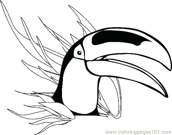 555x437 Toucan Bird Colouring Pages Coloring Page Free Livingtowin.club
