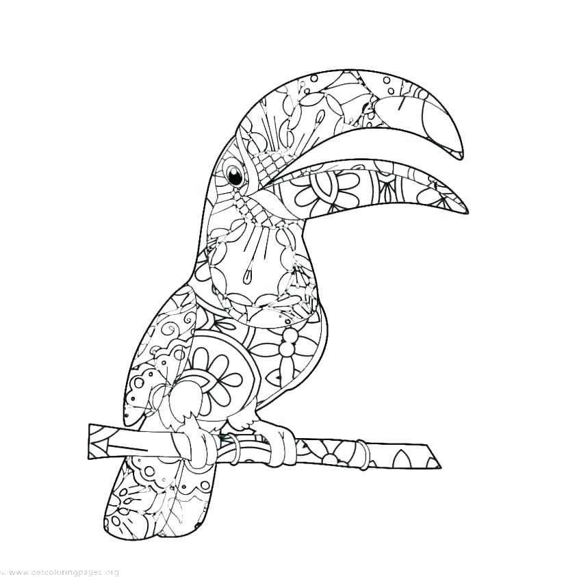 843x843 Toucan Coloring Page Keel Billed Toucan Coloring Page