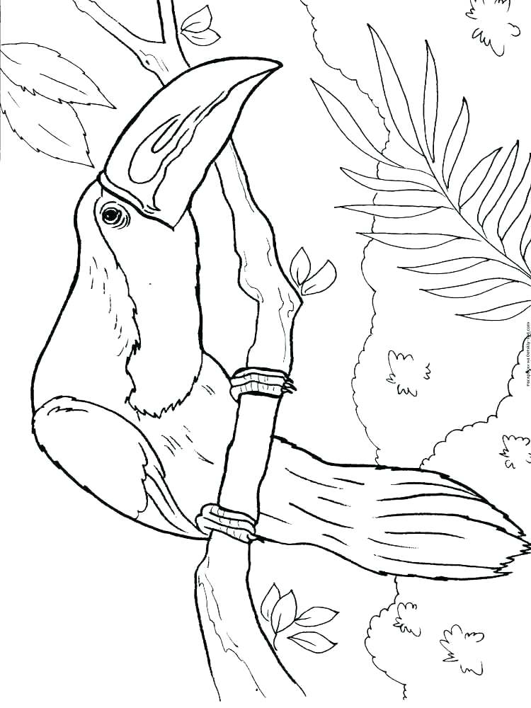750x1000 Toucan Coloring Page Toucan Coloring Toucan Birds Coloring Pages