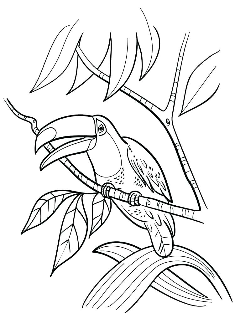 750x1000 Toucan Coloring Pages Birds Colouring Pages Colouring Pages