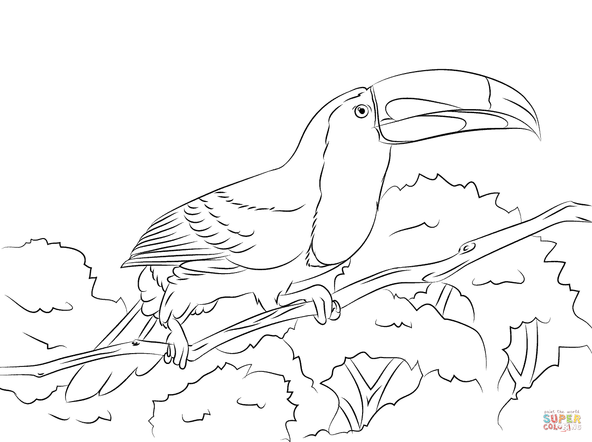 1200x895 Perched Keel Billed Toucan Coloring Page Free Printable Coloring