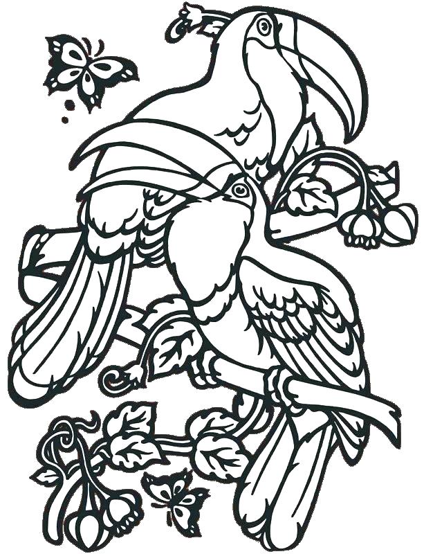 613x800 Tropical Bird Coloring Pages