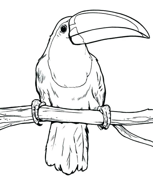 600x691 Toucan Coloring Page Free Printable Toucan Coloring Pages Awesome