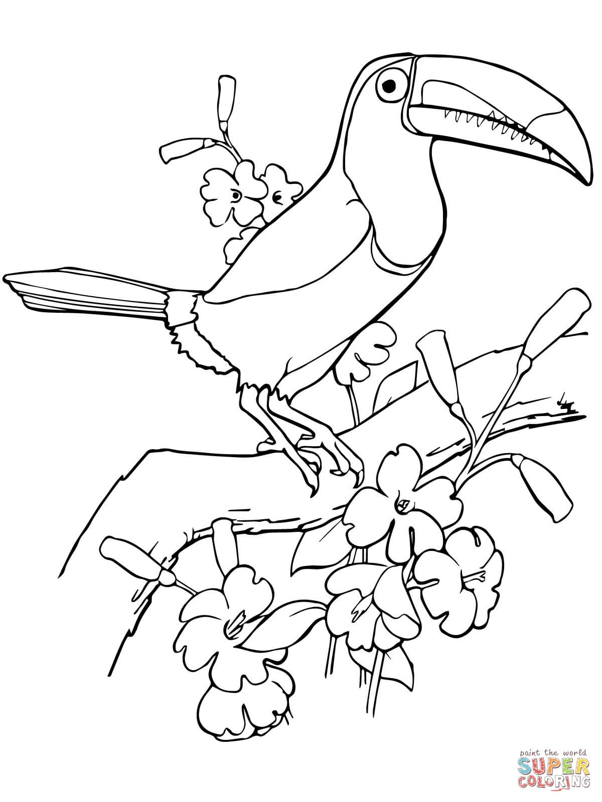 1200x1600 Toucan Coloring Page Fresh Keel Billed Toucan Coloring Page Logo