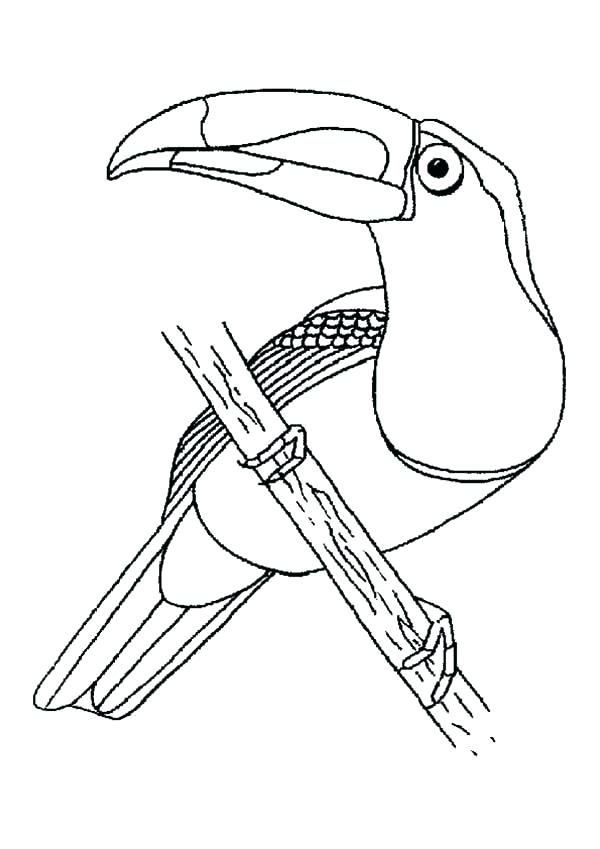 600x849 Toucan Coloring Page T Is For Toucan Colouring Page Toucan Sam