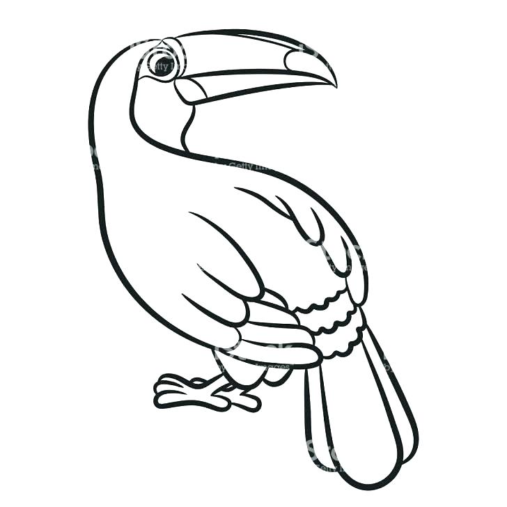 728x728 Toucan Coloring Page Uni Toucan Toco Toucan Coloring Pages