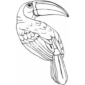 300x300 Toucan Coloring Page