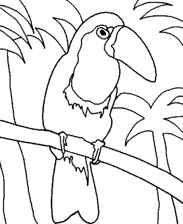 588x720 Toucan Coloring Pages Coloring Pages Cartoon Toucan Coloring Pages