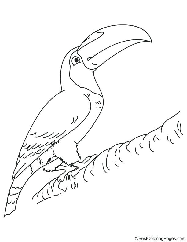 612x792 Coloring Toucan Coloring Page Images Pages Keel Billed. Toucan