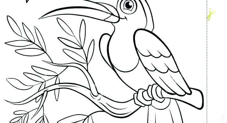 735x400 Toucan Coloring