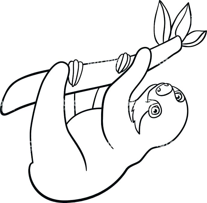 688x675 Sloth Coloring Pages