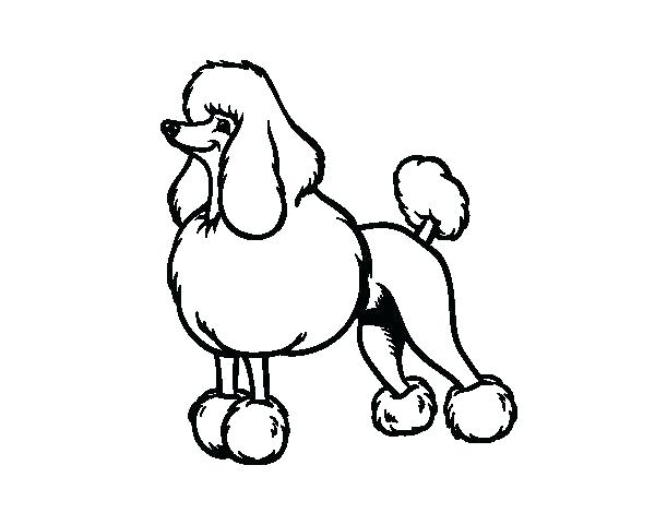 600x470 Poodle Coloring Toy Poodle Colouring Pages
