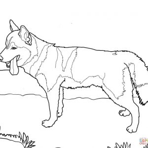 300x300 Toy Poodle Coloring Page Printable Pages Siberian Husky Dog Page Adult