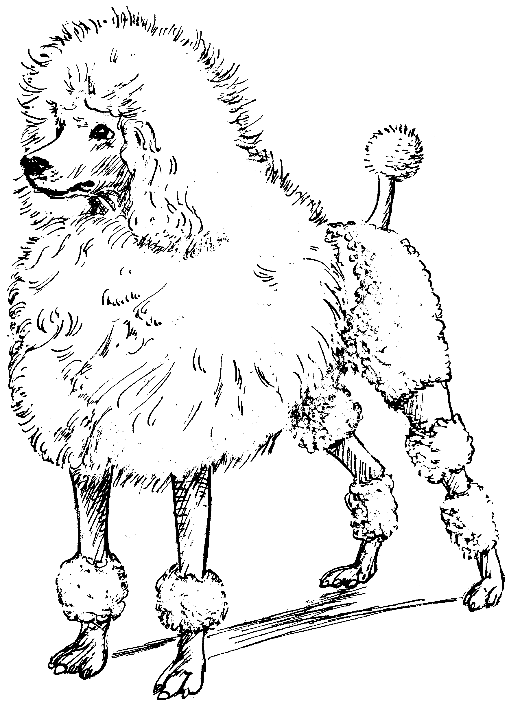 1760x2440 Toy Poodle Coloring Page Free Printable Coloring Pages