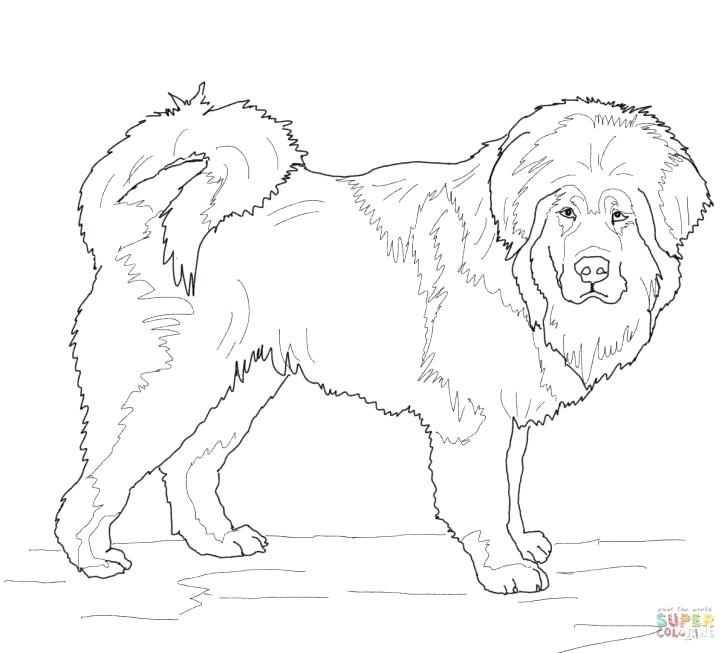 728x653 French Poodle Coloring Page Coloring Page Poodle Puppy Coloring