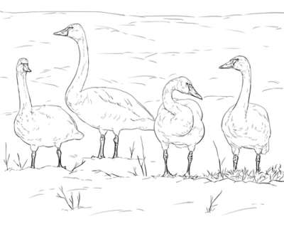 400x322 Tundra Coloring Pages Toyota